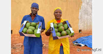 "Markt was 'eager' om West-Afrikaanse bio-mango's te ontvangen na lastig Peru-seizoen"