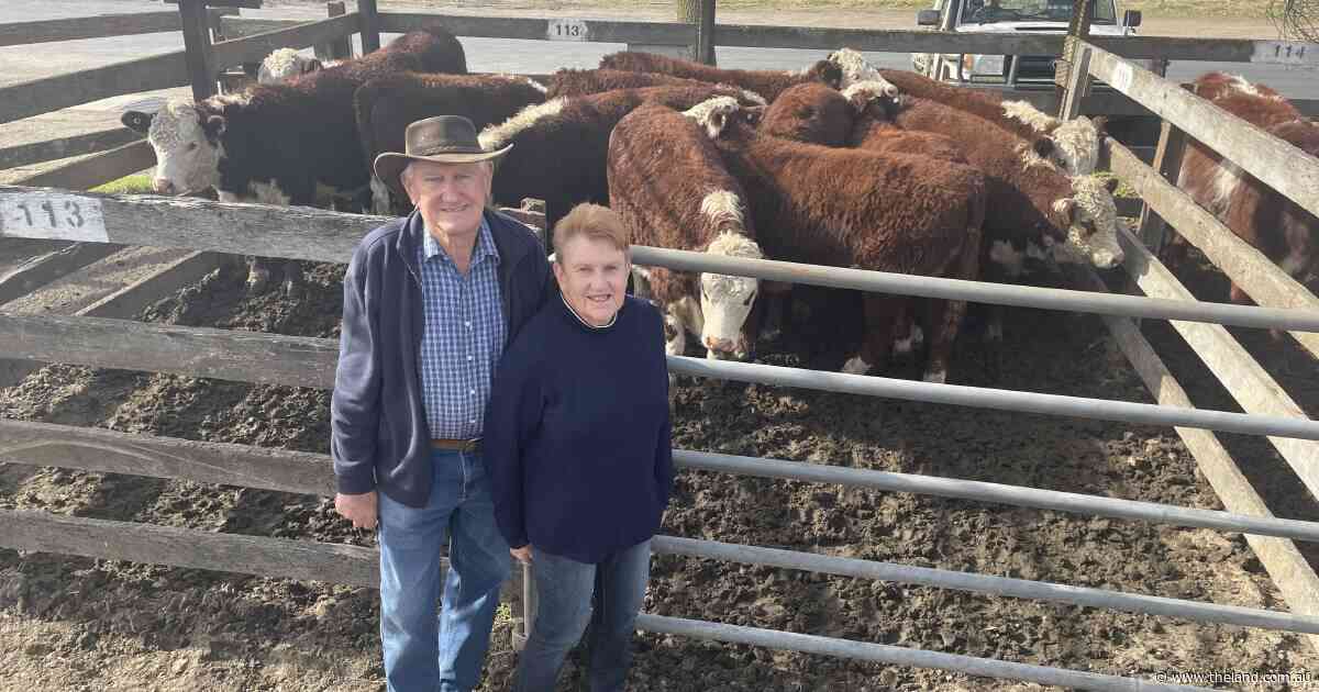 Quality cattle match market trends at Braidwood