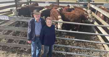 Quality cattle match market trends at Braidwood