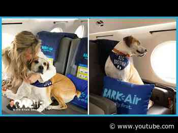 Would You Take a Flight with your Pup on an Airline Meant for Dogs? | On Air with Ryan Seacrest