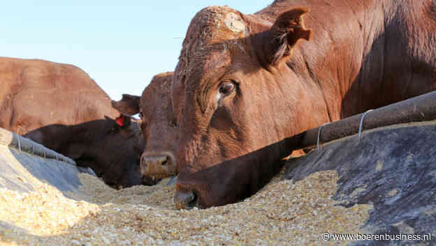 Geen vers voer voor de bulls in de granenmarkt