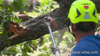 Tree trimmers face overwhelming demand in aftermath of destructive storm