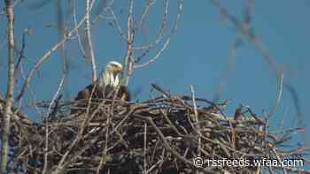 Eagle family near White Rock Lake displaced in Tuesday's storm