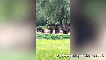 Bears stand like humans while asking for food from visitors at Chinese zoo