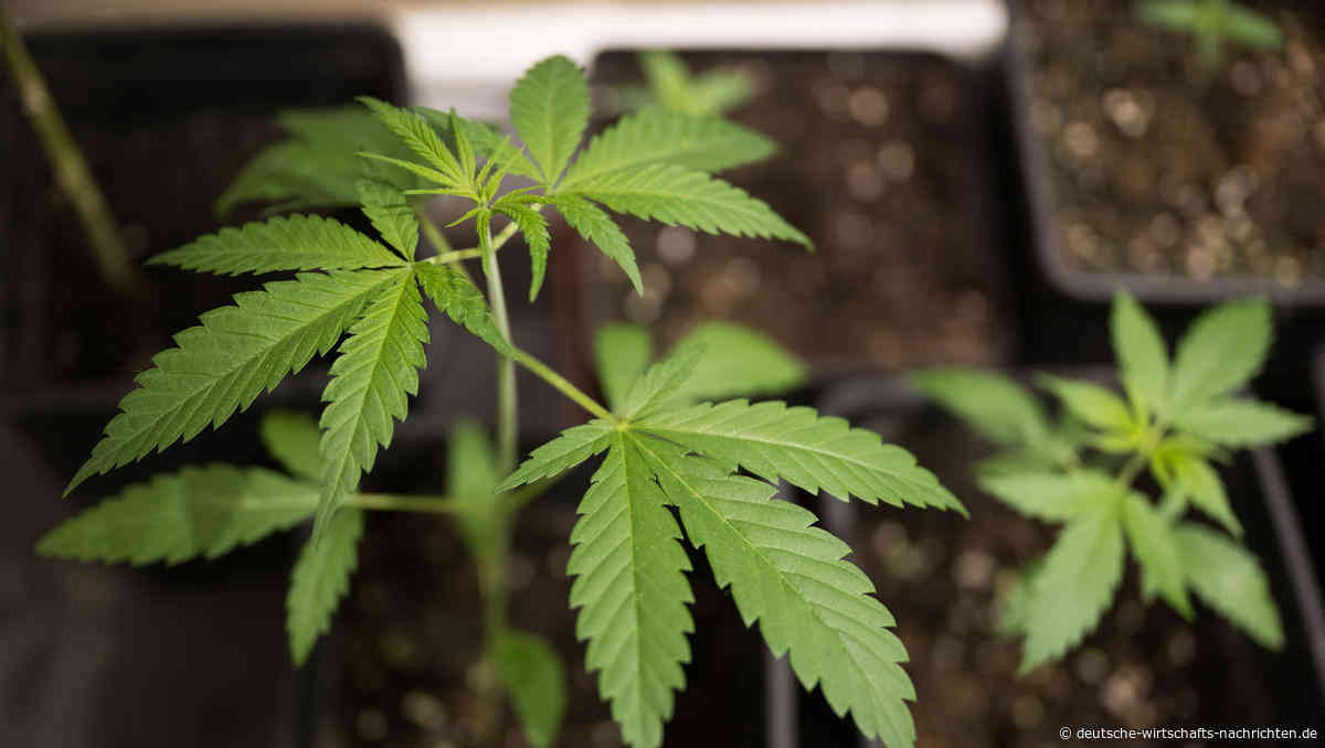 Unions-Justizminister fordern Nachbesserungen beim Cannabis-Gesetz