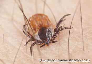 Monster ticks sighted in the UK and Europe holiday hotspots