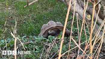 Man admits dumping 10 dead tortoises in forest