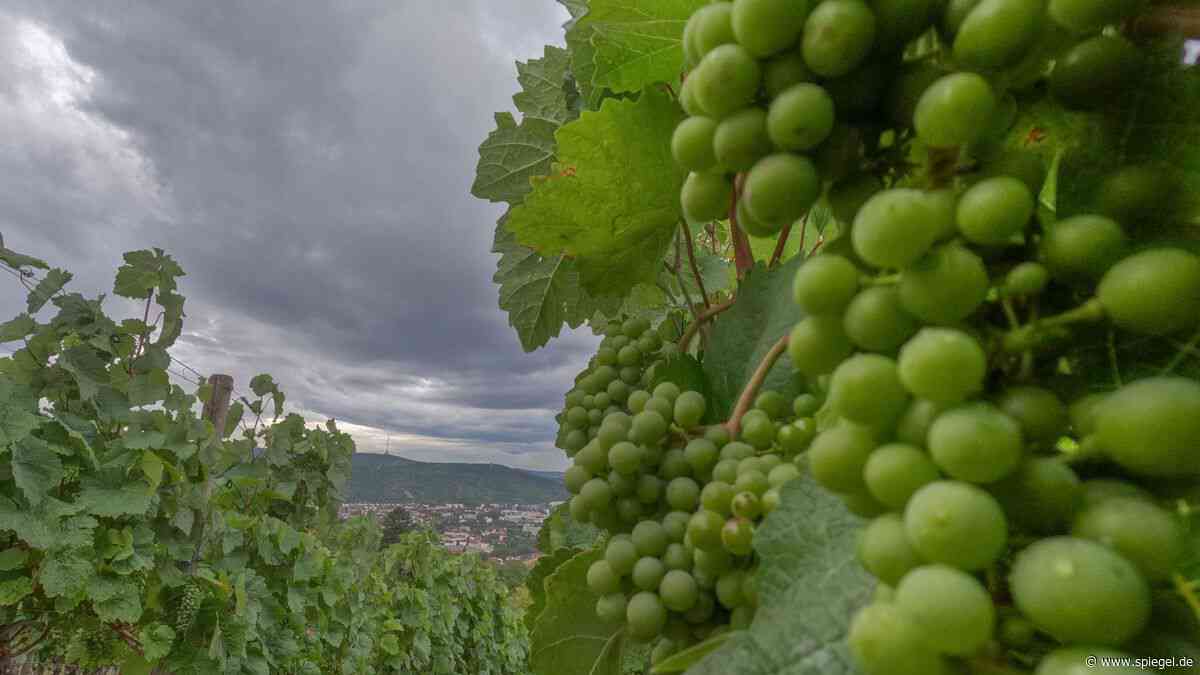 Wein Jahrgang 2023: So schmecken die aktuellen deutschen Weißweine
