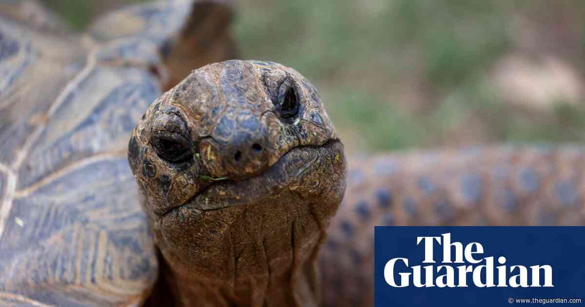 Man sentenced for dumping bodies of giant tortoises in Devon woodland