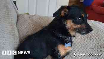Owner's delight as lost dog found in Cornwall