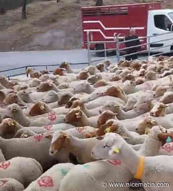 Le procureur de Nice fait saisir 624 brebis et 45 bovins dans un village des Alpes-Maritimes avant l’Aïd-el-Kébir