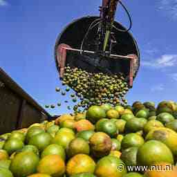Prijzen sinaasappelsap schieten omhoog, dus wordt er mango bijgemengd