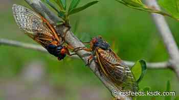 Why are there fewer cicadas in the city of St. Louis?
