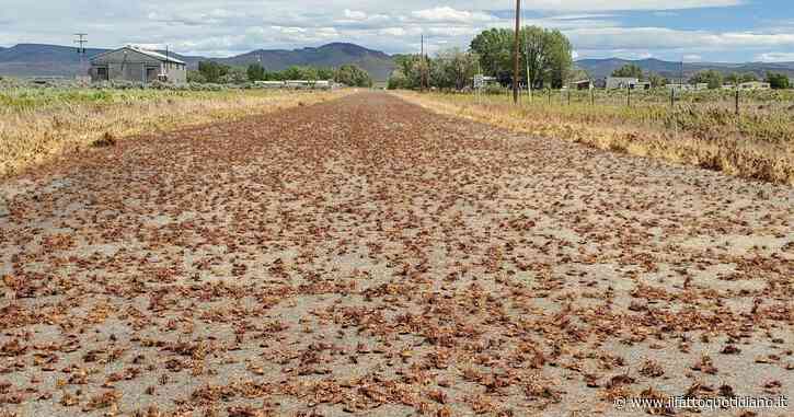 Incidenti stradali a catena per le invasioni di cicale e grilli mormoni. È terrore in Nevada