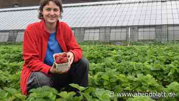 Bio-Erdbeeren selbst pflücken – wo das in Hamburg möglich ist