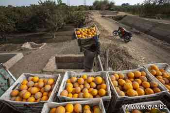 Hoe het komt dat sinaasappelsap zo duur is geworden: “Het droge en warme weer baart grote zorgen”