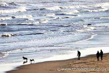 Two North East beaches named among the best for dogs in the UK