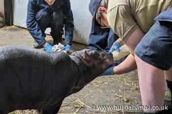 Birth of baby hippo at Flamingo Land zoo is first for 20 years
