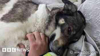Dog praised after alerting owners to home fire