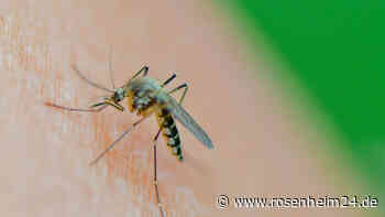 Mückenmagneten: Studien zeigen, welche Gerüche die Plagegeister anlocken