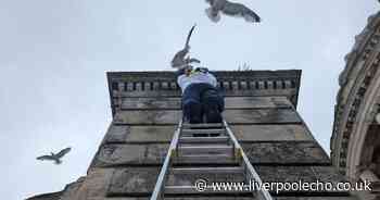Warning after seagull trapped in famous Liverpool building