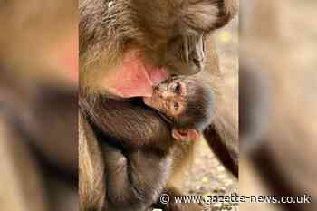 Colchester Zoo welcomes new baby baboon to animal family