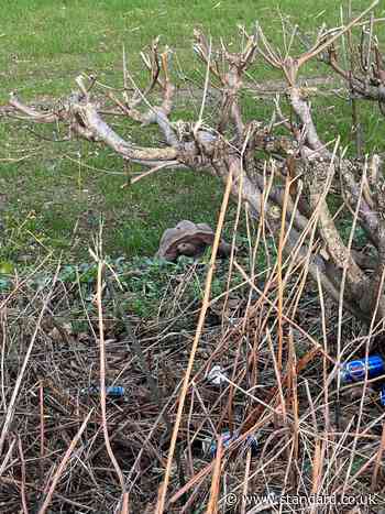 Electrician sentenced after 10 dead giant tortoises dumped in Devon woodland