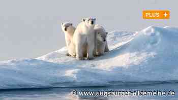 Eisbären hautnah: Wie die Neuburger Geschwader-Fotografin in der Arktis landete