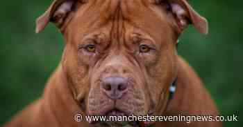 XL Bully owners warned they face prosecution if they miss one-month deadline