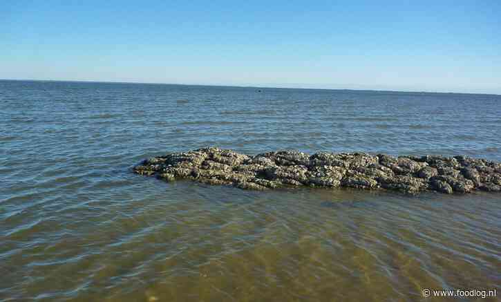 Baggeraars creëren oesterbanken in de Noordzee