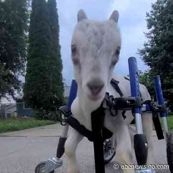 WATCH:  Goat with cerebellar hyperplasia learns to run with custom wheelchair