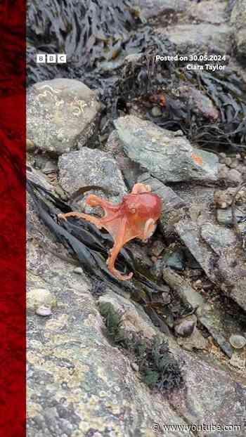 An octopus has been filmed as it changes colour on a beach in Wales. #Octopus #Wales #BBCNews