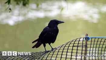 Hospital staff warned over 'aggressive' crow