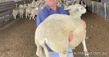 Sheep breeding programs for shorter tails progressing