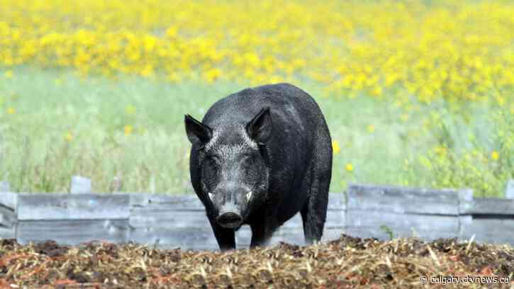Wild boar bounty ends in four Alberta municipalities with zero submissions