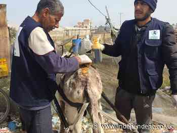 Donkey ‘ambulances’ in Gaza suffer horrific hunger, shrapnel wounds and beatings, says charity