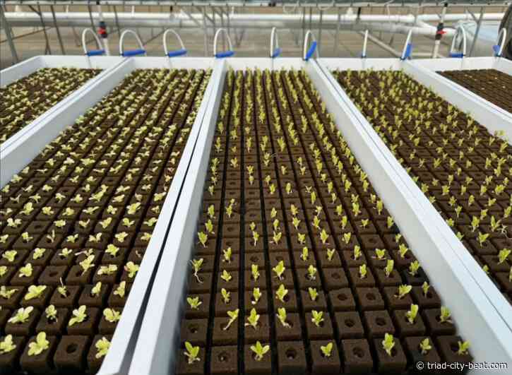 Winston-Salem spent $2.5m on a controversial hydroponic farm to feed the hungry. It’s failed.