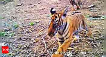 From 0 to 40 in 16 years, Sariska scripts tiger conservation history