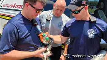 10 kittens rescued, 1 person injured following house fire in Dover