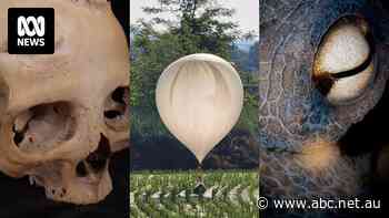 Weekly news quiz: The revelations of a 4,000-year-old skull, an alarming balloon drop, and an underwater friendship