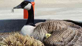 Goose nesting at WinSport has goslings