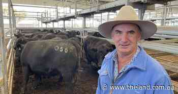 Hunter Valley Angus cows with calves average $2339