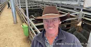 Tamworth agents yard 3600 at fortnightly store sale with steers up $73