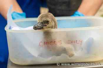 Chester Zoo welcomes 11 baby penguins – the most in more than a decade