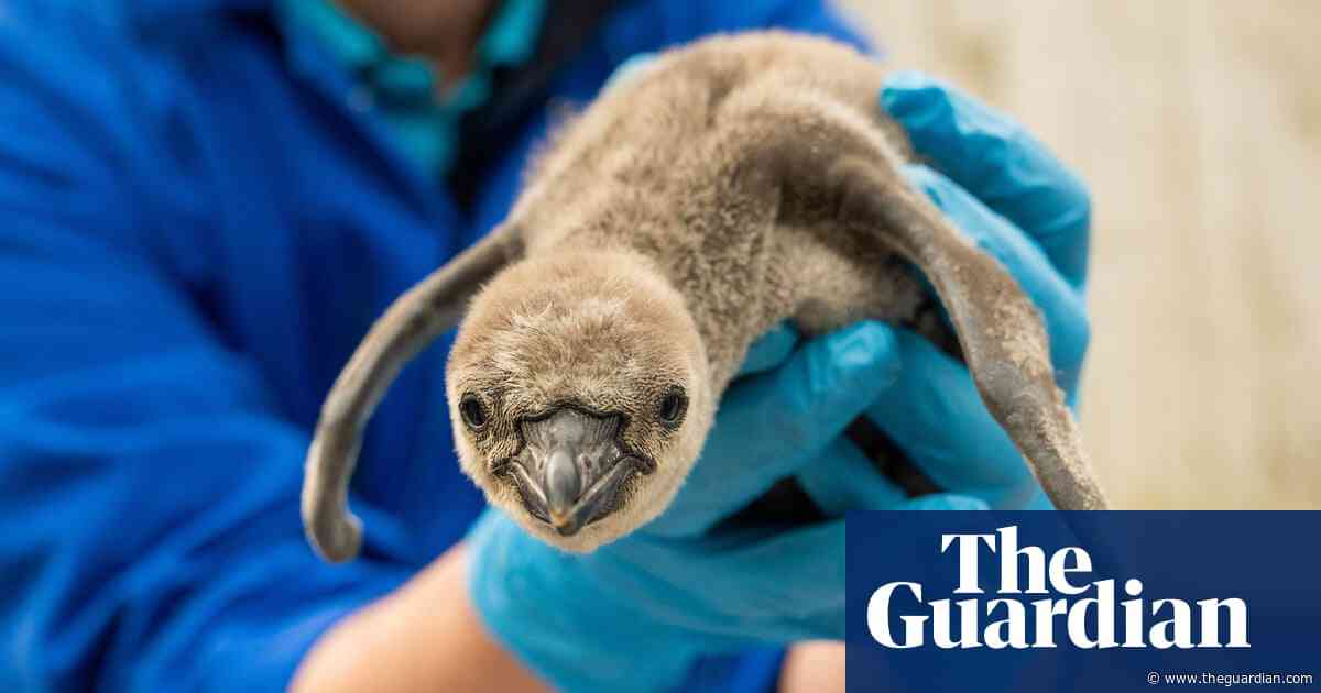 Endangered penguin chicks hatched at Chester zoo named after plants