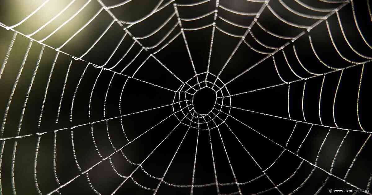 How to stop spiders coming into your home with expert's £1.40 Asda item
