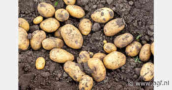 Onderzoek naar droogteresistente aardappel in Atlantisch Canada