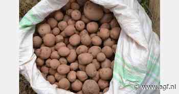 Kenia omarmt aardappelras Unica