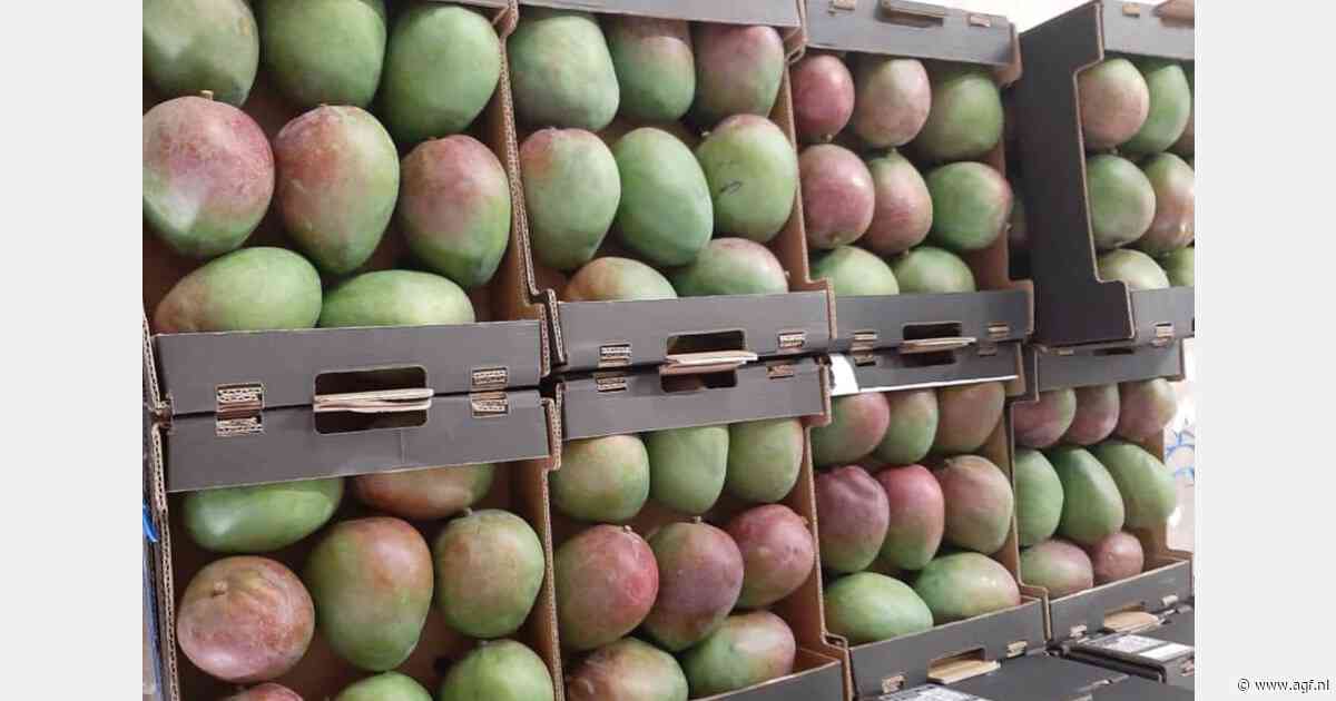 Senegalese mangoseizoen begint met lagere volumes