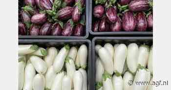 Twee nieuwe auberginevariëteiten voor ratatouillegroenten